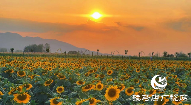 驿城区胡庙乡：万亩向日葵盛放 成秋日打卡新热点