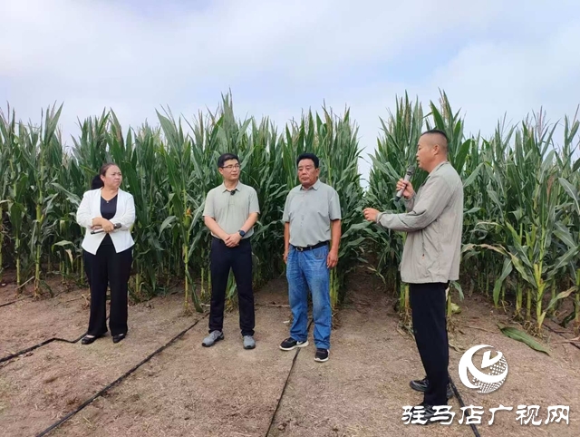  全省玉米花生滴灌水肥一体化推进会暨网络观摩培训在西平县举行