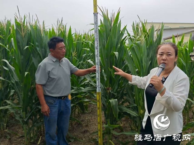  全省玉米花生滴灌水肥一体化推进会暨网络观摩培训在西平县举行
