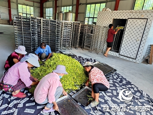 平舆县庙湾镇：黄花菜产业铺就村民“黄金路”