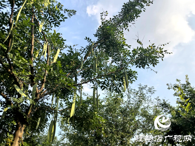 河南菡艺日化：科技赋能皂角产业 助力乡村振兴