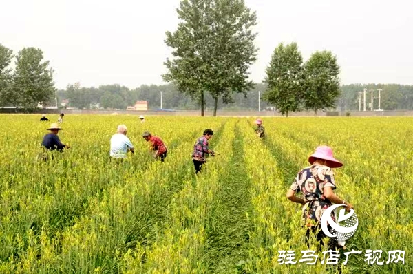 平舆县庙湾镇：黄花菜产业铺就村民“黄金路”