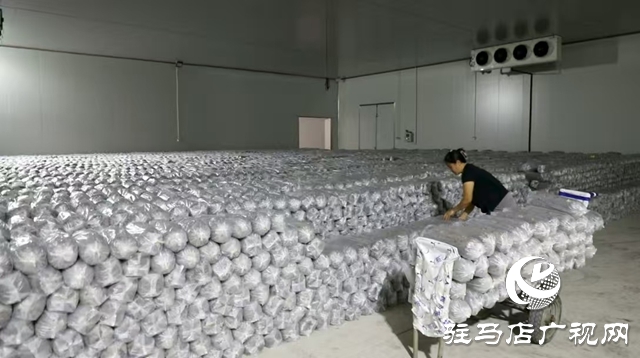 泌阳县：菌棒生产助力食用菌产业多元化发展