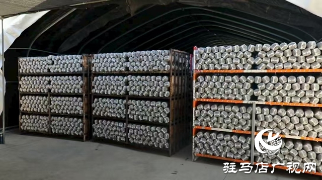 泌阳县：菌棒生产助力食用菌产业多元化发展