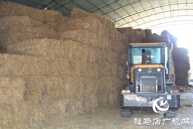  新蔡李桥：秸秆“变身”优质饲料 绿色产业赋能乡村振兴