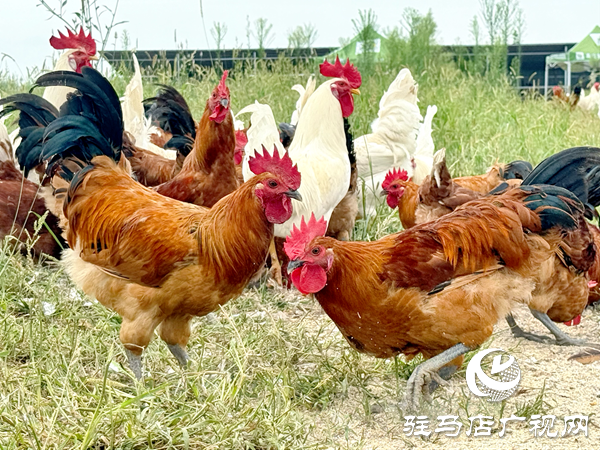 平舆自然农农业发展公司：坚守原生态初心以中草药喂养诠释健康本味