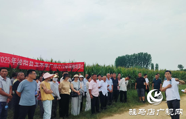 泌阳县召开2025年玉米规模种植单产提升项目现场观摩会