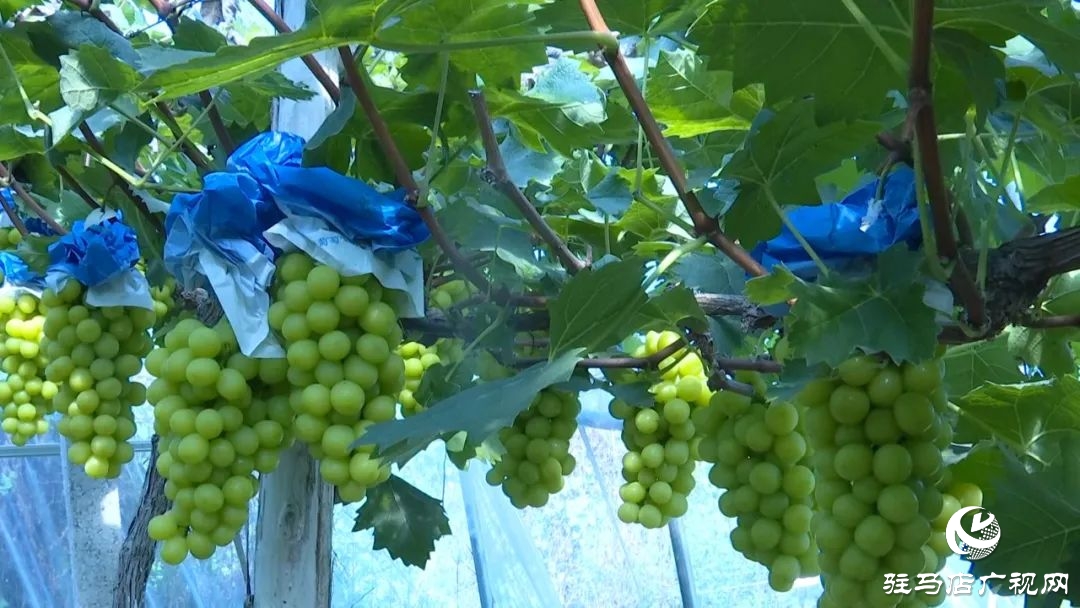 正阳县清源街道：葡萄迎丰收 特色种植助农增收