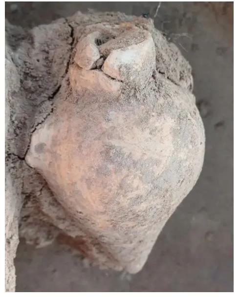中国人“种地DNA”的源头，藏在8000年前的河南