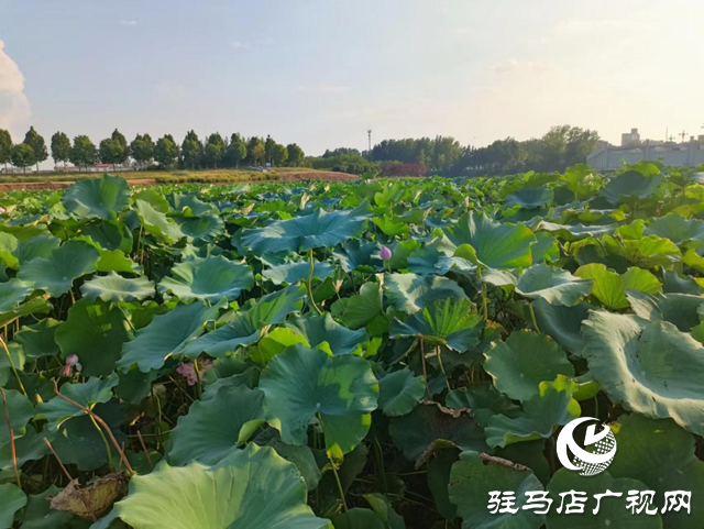 汝南县：莲藕铺就致富路 群众喜获“水中金”