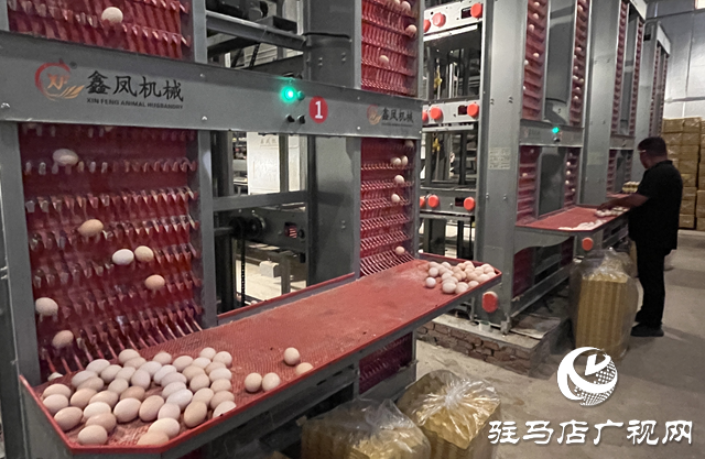 科技赋能蛋鸡产业 平舆县万金店镇打造现代化“蛋仓”基地