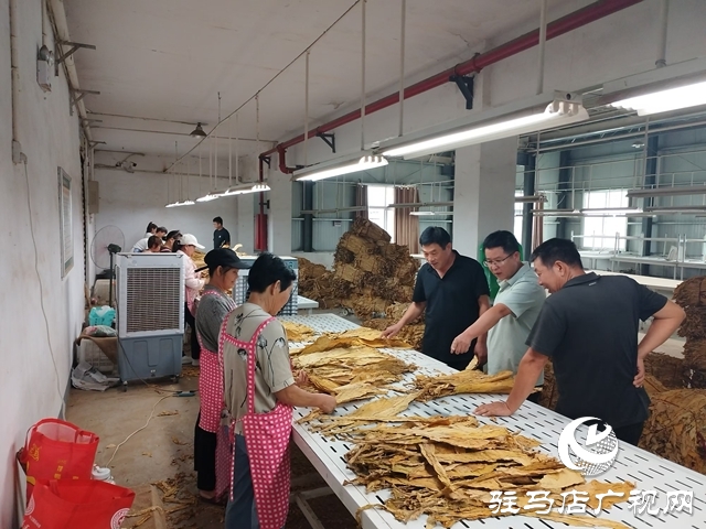 泌阳县郭集镇：多措并举备战烟叶收购工作
