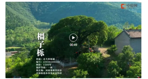 古树长歌 | 嵩山脚下古道边，七棵栎树跨越千年