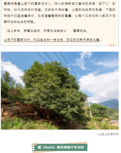 古树长歌 | 嵩山脚下古道边，七棵栎树跨越千年
