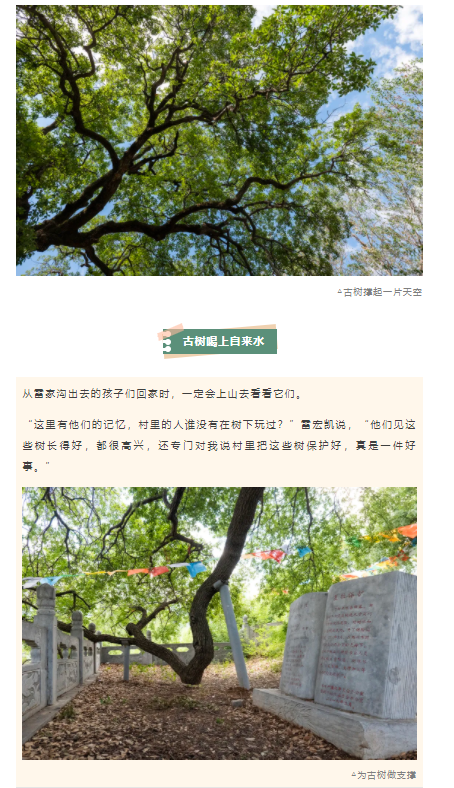 古树长歌 | 嵩山脚下古道边，七棵栎树跨越千年