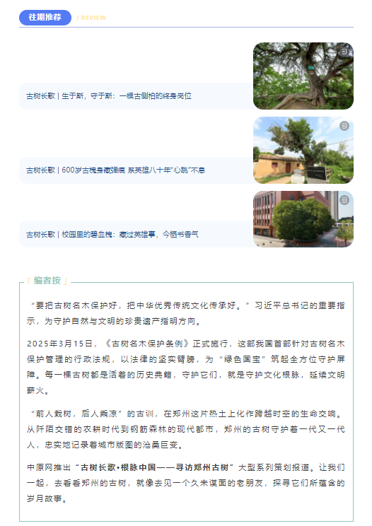 古树长歌 | 嵩山脚下古道边，七棵栎树跨越千年