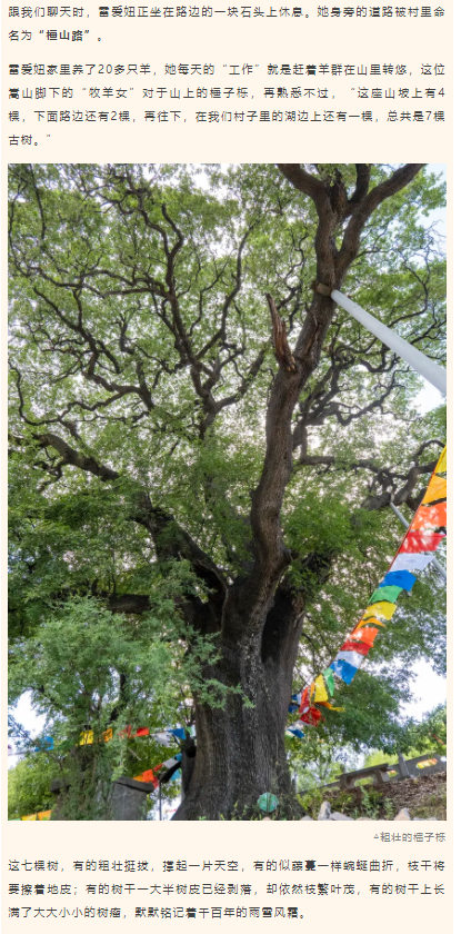 古树长歌 | 嵩山脚下古道边，七棵栎树跨越千年