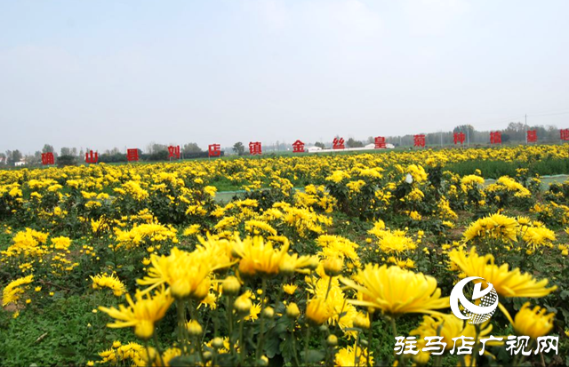 确山县：深耕“豫南药乡”沃土 打造中药材产业振兴富民路