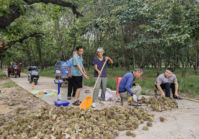 确山县石滚河镇何大庙村：特色板栗铺就乡村振兴致富路