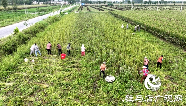 平舆千亩芝麻种植基地芝麻开镰 传统农耕绘就金色丰收图景