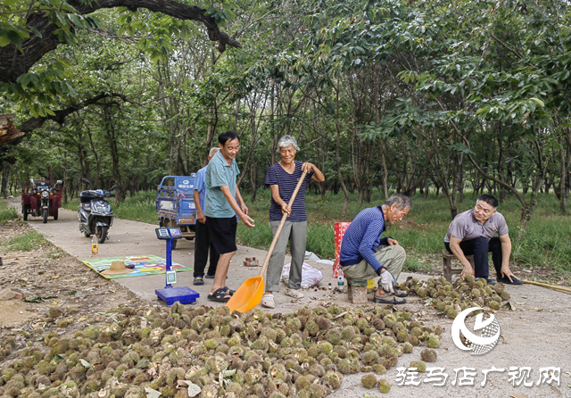 确山县石滚河镇何大庙村：特色板栗铺就乡村振兴致富路