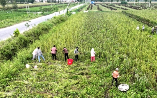 平舆县：千亩芝麻喜获丰收