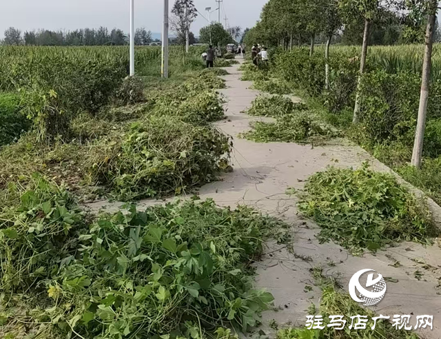泌阳县下碑寺乡：“除草护绿”焕新颜 人居环境“提颜值”