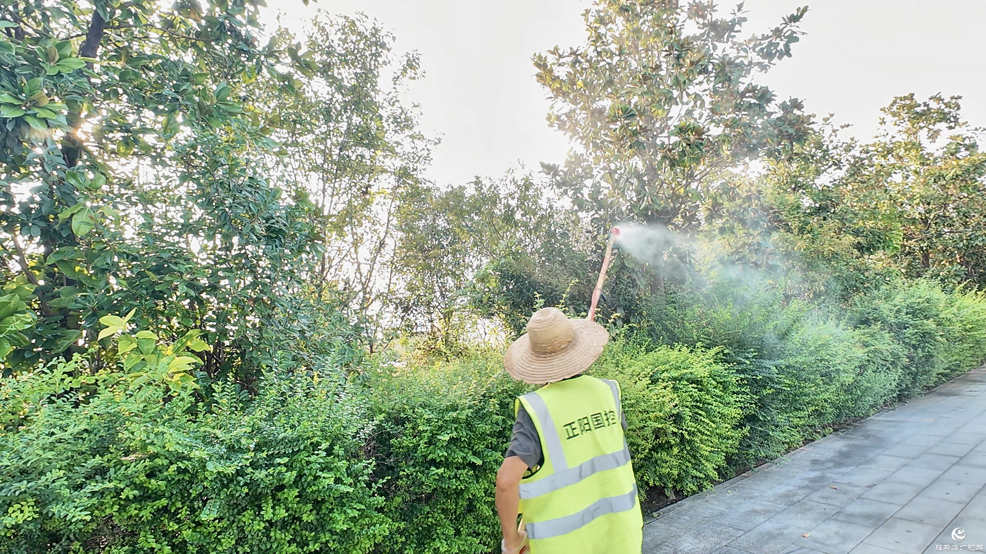 正阳县城市管理局：多措并举科学防治白粉虱 守护城市宜居环境