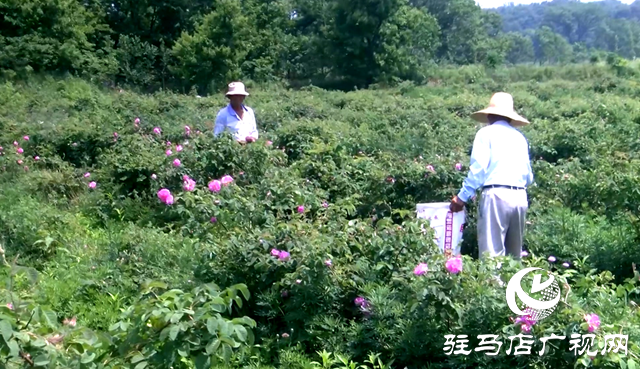 确山县何大庙村：芬芳产业富乡村
