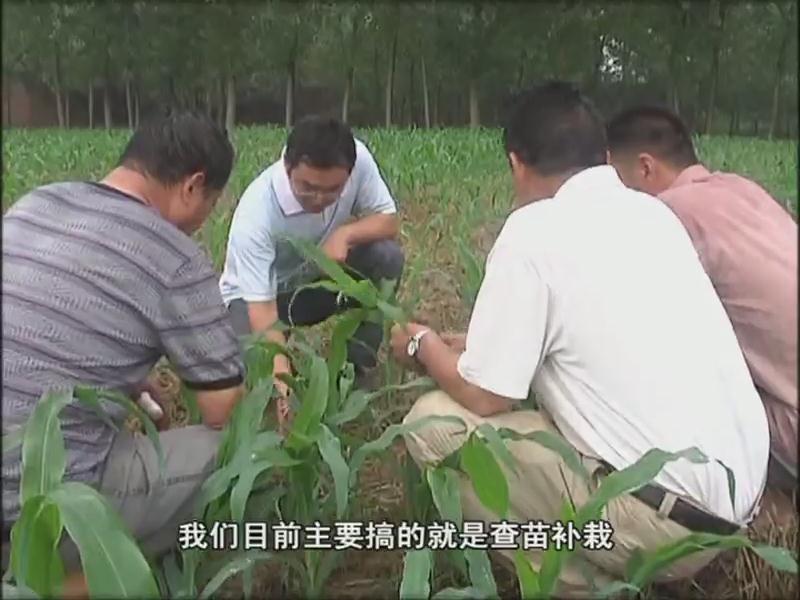 我市各地抓住雨后有利时机 及时开展以除草防病补苗为主的秋田管理
