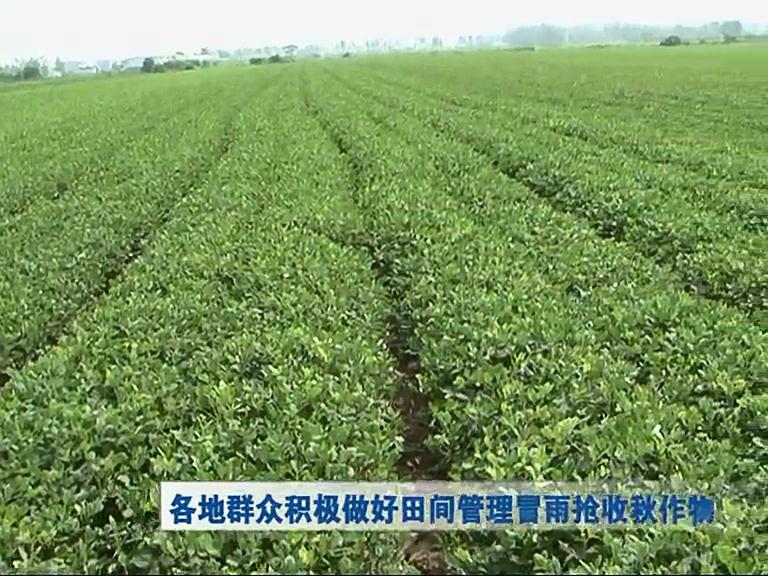 各地群众积极做好田间管理冒雨抢收农作物