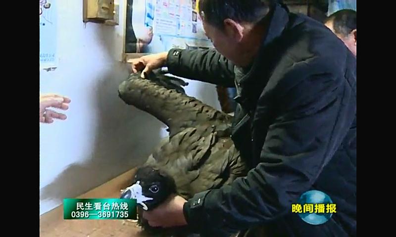 爱心让金雕重获新生