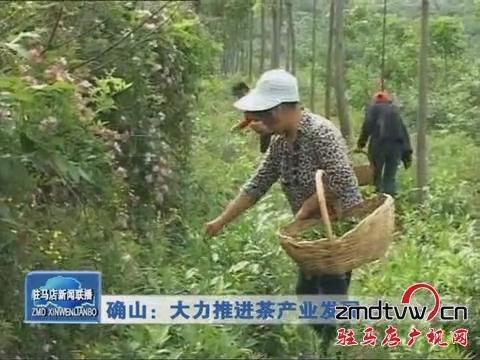 确山：大力推进茶产业发展