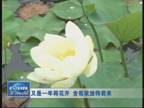 又是一年荷花开 含苞欲放待君来
