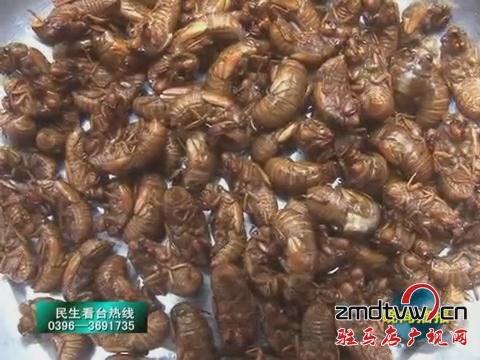 泌阳：小金蝉带了大效益