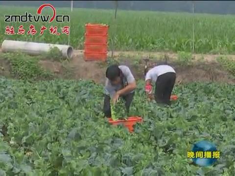 西平：种植无公害蔬菜 直供港澳地区