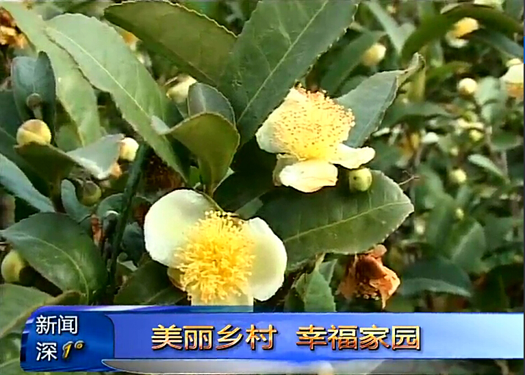新闻深1°《美丽乡村幸福家园》
