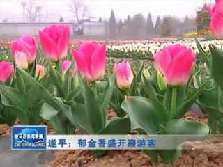 遂平：郁金香盛开迎游客